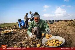 رئیس بارفروشان سیب‌زمینی:‌ چال کردن ۱۷۰۰ تن سیب‌ زمینی واقعیت ندارد