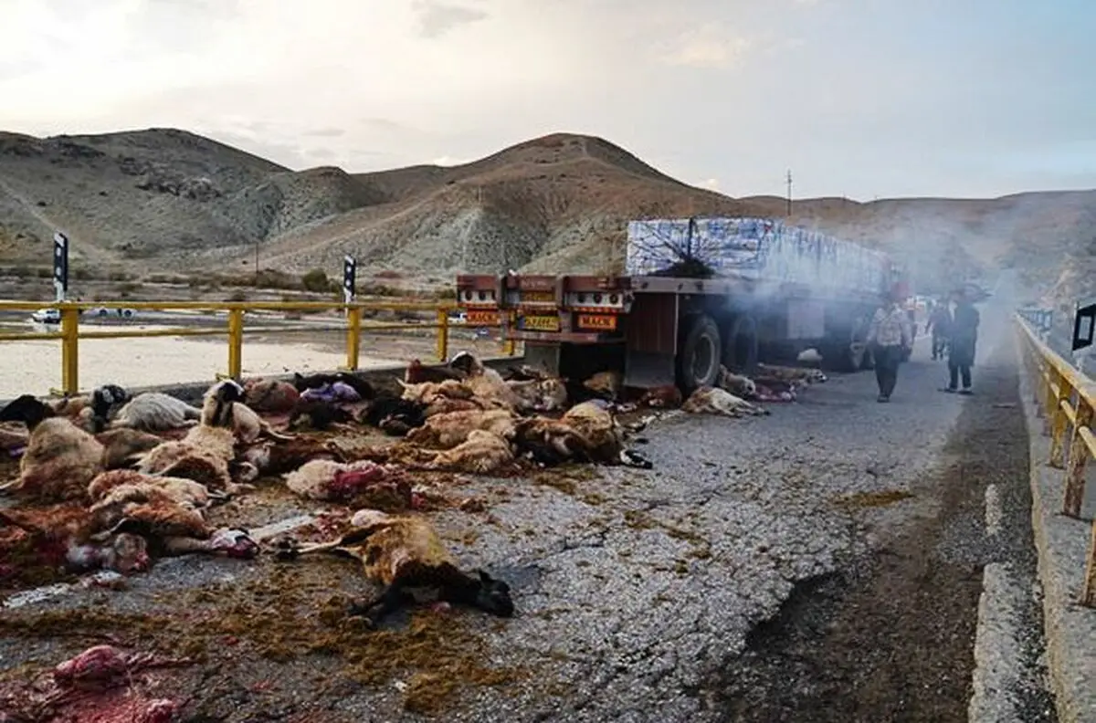 عکس خبری:: تصادف تریلر با گله گوسفند