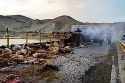 عکس خبری:: تصادف تریلر با گله گوسفند