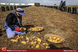 سیب‌زمینی زیاد نیست، عرضه دولت نامناسب است