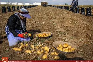 سیب‌زمینی زیاد نیست، عرضه دولت نامناسب است