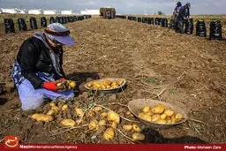 سیب‌زمینی زیاد نیست، عرضه دولت نامناسب است