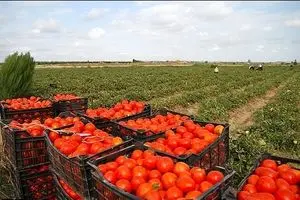 مقصر گوجه ۵۰۰۰ تومانی دولت است نه کشاورزان!