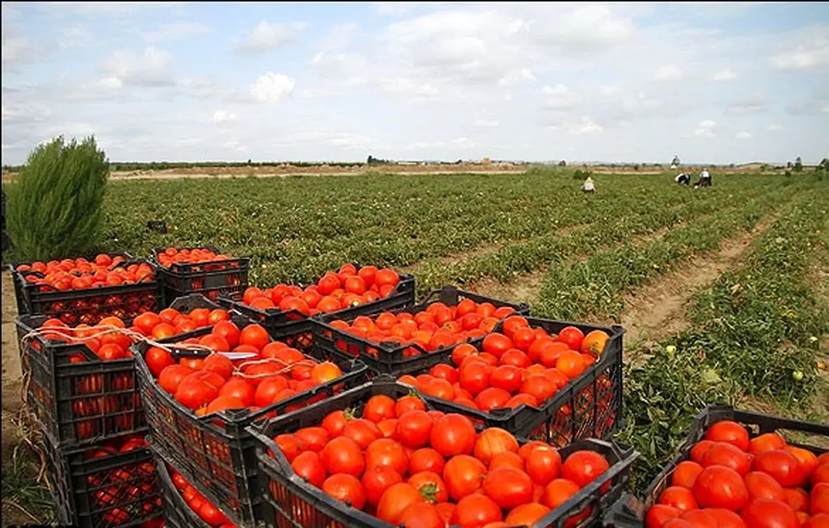 مقصر گوجه ۵۰۰۰ تومانی دولت است نه کشاورزان!