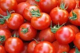 گوجه فرنگی ۱۰ روز دیگر ارزان می‌‌شود