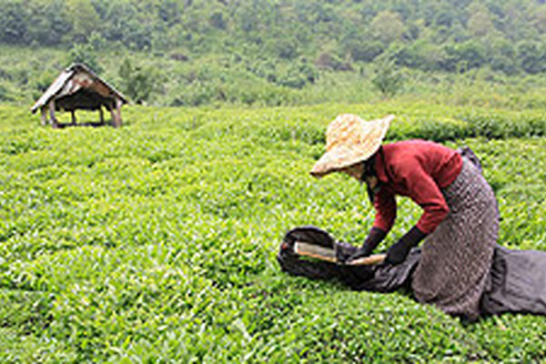 رئیس سندیکای چای: ۴۰ هزار تن چای تاریخ مصرف گذشته در انبارها دپو شده است