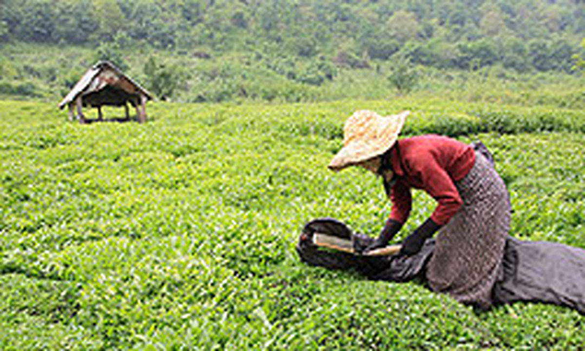 رئیس سندیکای چای: ۴۰ هزار تن چای تاریخ مصرف گذشته در انبارها دپو شده است