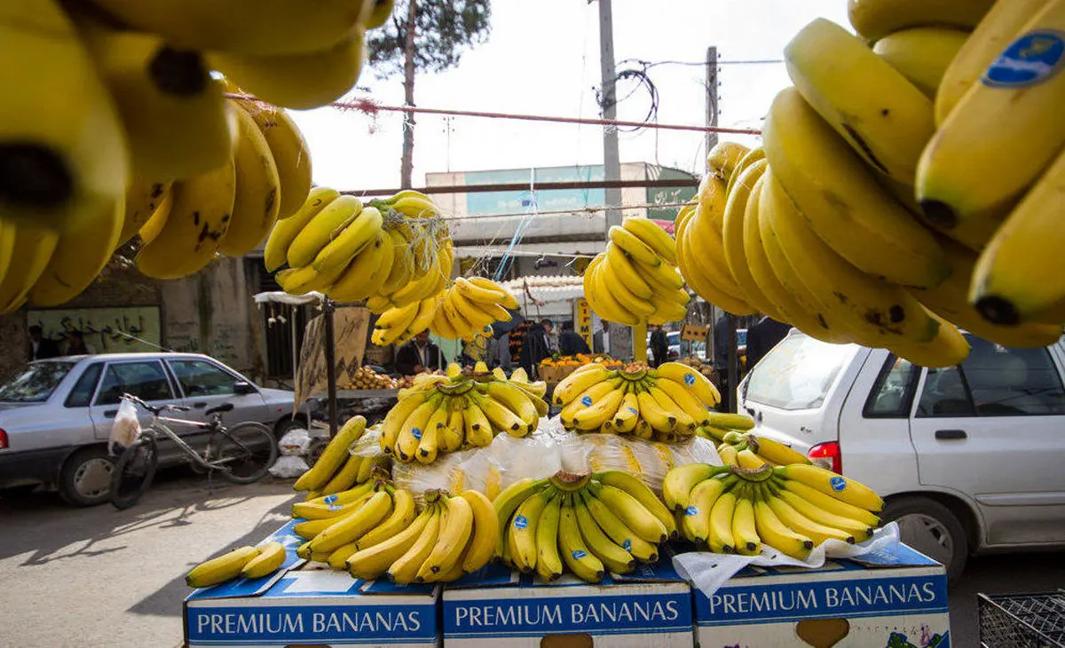 معاون سازمان حفظ نباتات: موردی از آلودگی در موز ایرانی مشاهده نشد