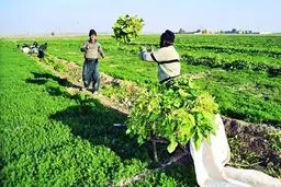 توافق ایران و صربستان برای همکاری در بخش کشاورزی