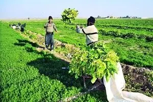 توافق ایران و صربستان برای همکاری در بخش کشاورزی