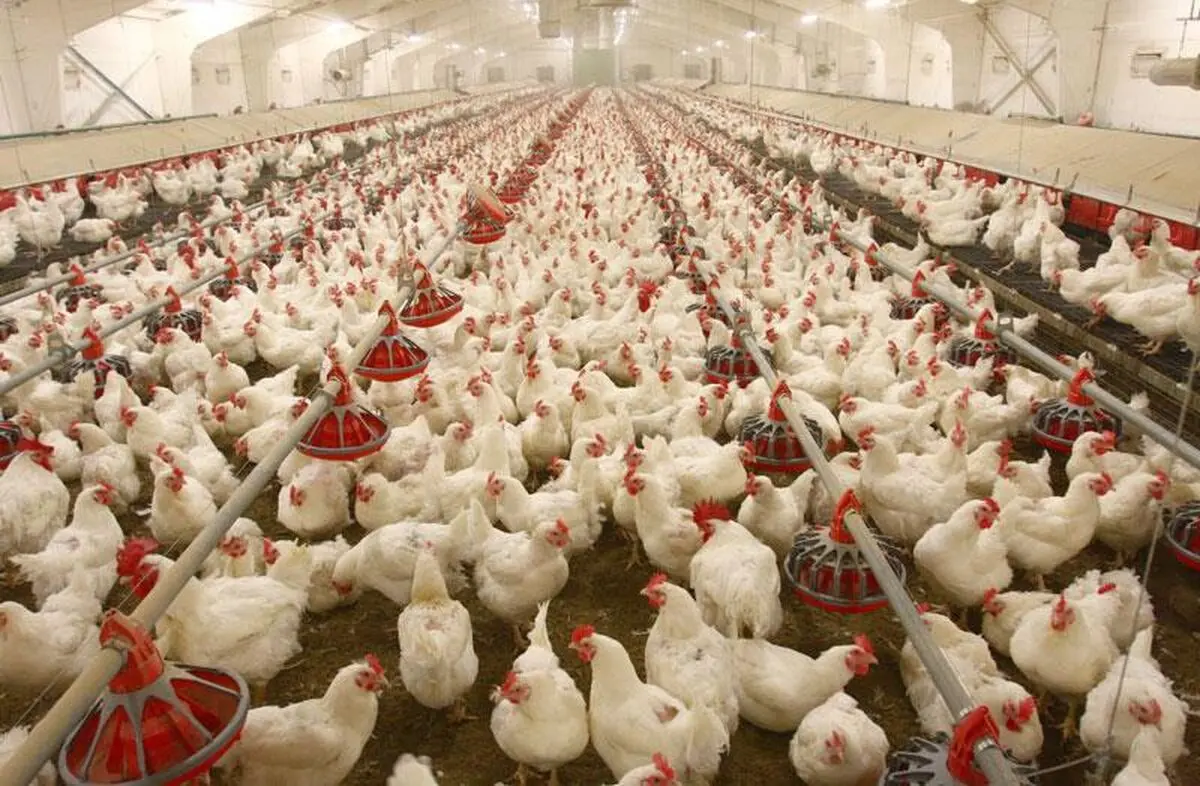 یک تولید کننده مرغ: واردات نهاده‌های دامی در انحصار ۲ نفر است