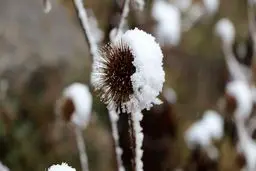 بارش برف در راه است