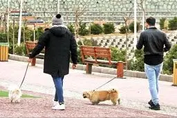 سگ گردانی در کدام شهرها ممنوع شد؟