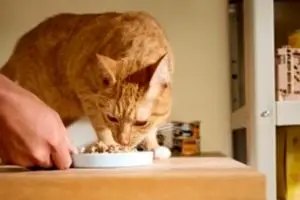 تأثیر نوع پروتئین (مرغ، ماهی، گوشت قرمز) بر سلامت کلیه و ادرار گربه‌ها