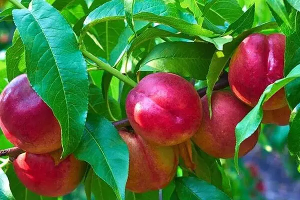 خرید میوه شلیل و هلو
