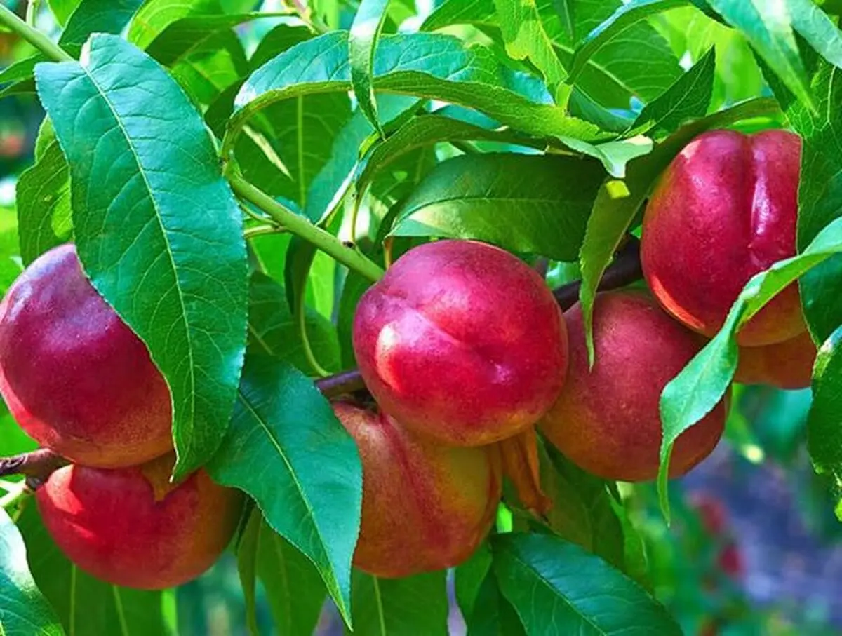خرید میوه شلیل و هلو