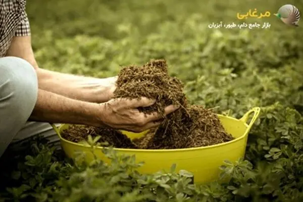 چگونه کنسانتره مناسب اسبمان را انتخاب کنیم؟