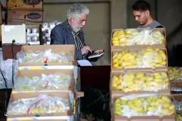 خیار ارزان شد