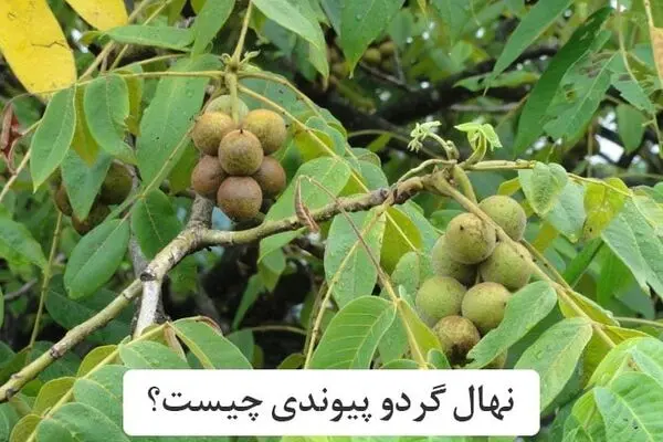 نهال گردو پیوندی چیست؟ (راهنمای خرید)