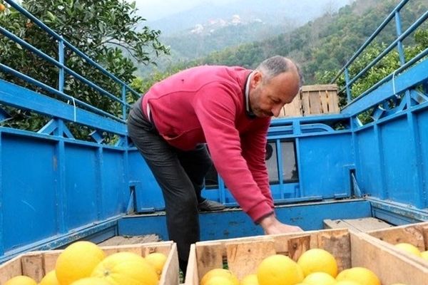 سود ۲۰۰درصدی میوه در جیب دلالان و واسطه‌ها