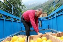 سود ۲۰۰درصدی میوه در جیب دلالان و واسطه‌ها