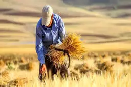 تعیین قیمت خرید تضمینی گندم تا ۲ هفته آینده | کاهش ۸۰ هزار تومانی قیمت گوشت قرمز