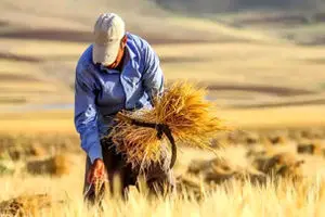 تعیین قیمت خرید تضمینی گندم تا ۲ هفته آینده | کاهش ۸۰ هزار تومانی قیمت گوشت قرمز