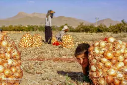 اشک پیازکاران درآمد