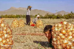 اشک پیازکاران درآمد