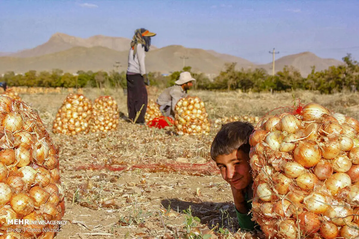 اشک پیازکاران درآمد