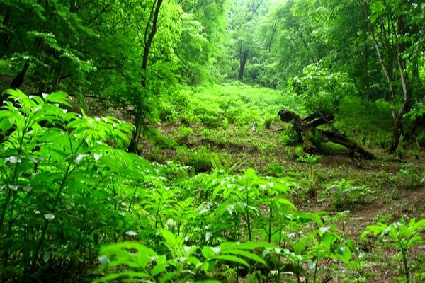 تفاوت جنگل و پارک جنگلی در چیست؟