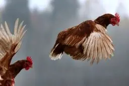  انتقال آنفلوآنزای مرغی به انسان در روسیه 