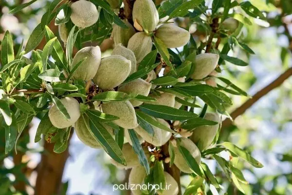 بعد از خرید نهال بادام، چطور از ریشه ها مراقبت کنیم؟