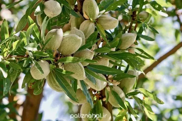 بعد از خرید نهال بادام، چطور از ریشه ها مراقبت کنیم؟