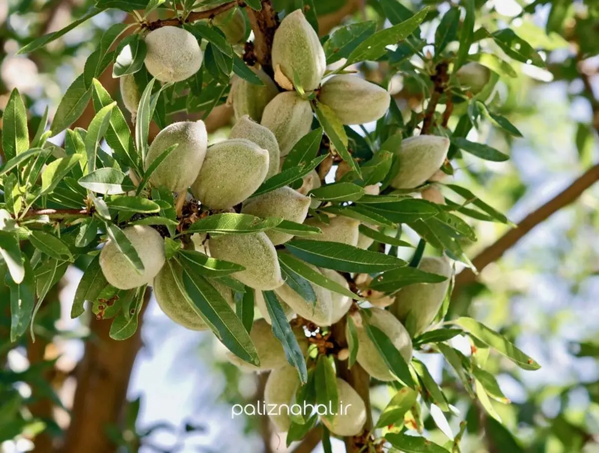 بعد از خرید نهال بادام، چطور از ریشه ها مراقبت کنیم؟