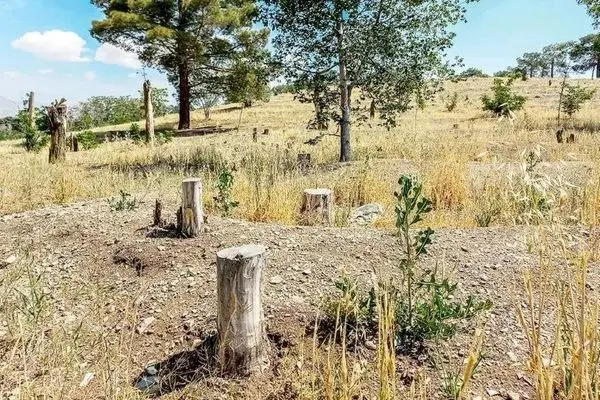 خشکیدگی ۱۰ هزار درخت در پارک چیتگر | هشدار درباره بحران بیآبی در تهران