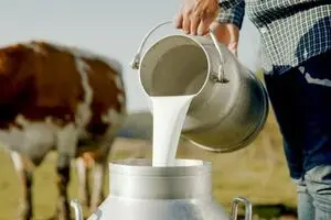 قیمت جدید شیر خام اعلام شد؛ هر کیلو ۶۰ هزار و ۵۰۰ تومان