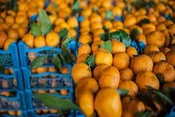 عجیب ولی واقعی؛ نارنگی ۵۵ هزار تومان 