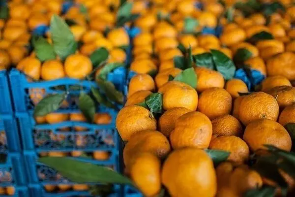 عجیب ولی واقعی؛ نارنگی ۵۵ هزار تومان 