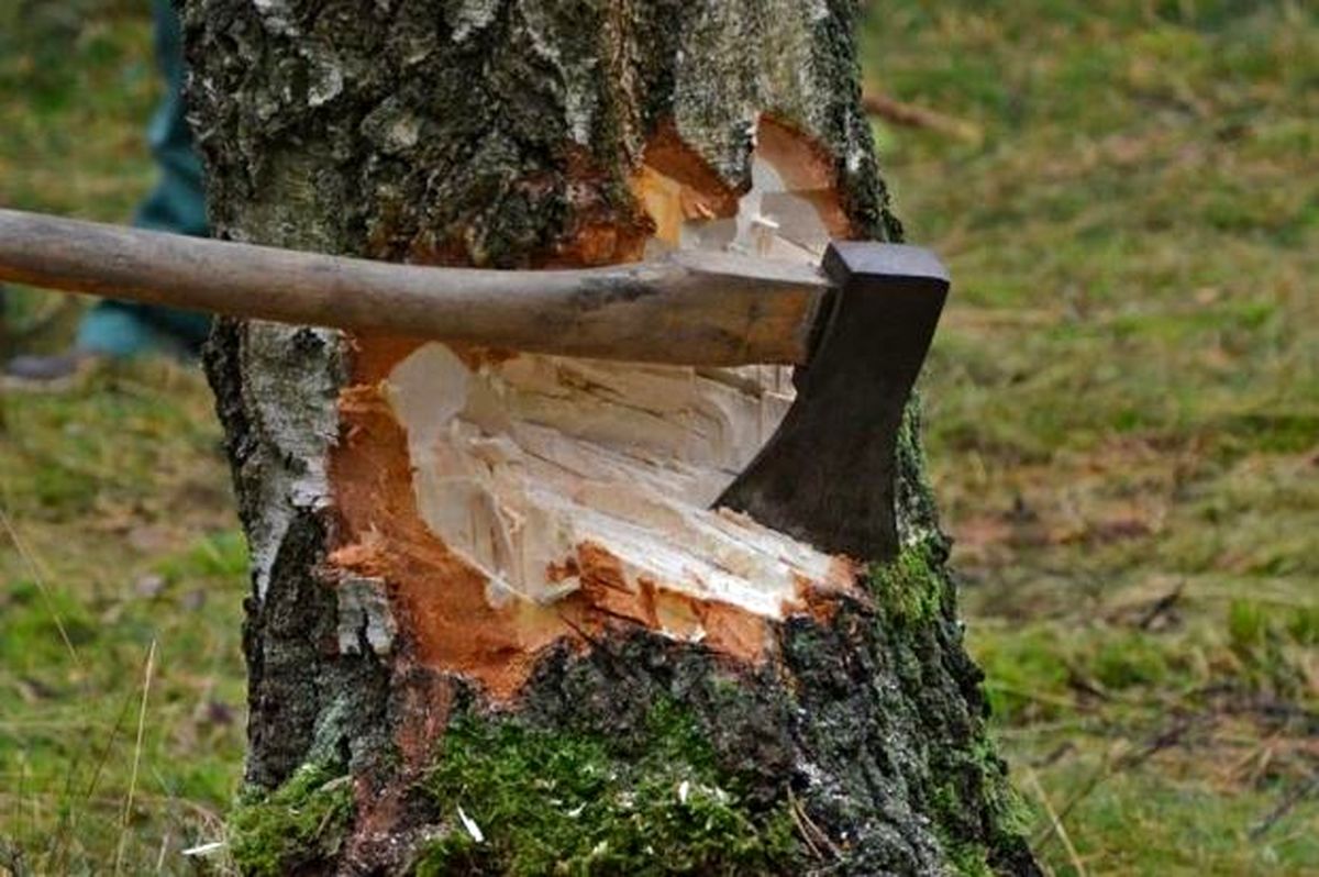 عوارض قطع یا خشک شدن درخت چقدر است؟