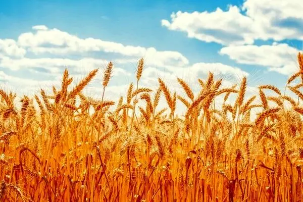 خرید تضمینی گندم از ۱.۵ میلیون تن عبور کرد