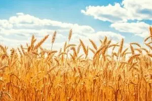 پرداخت کامل مطالبات گندمکاران پس از ۲ ماه از تأکید رئیس قوه قضاییه