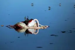 تلفات پرندگان میانکاله به ۵۳۳۰ رسید
