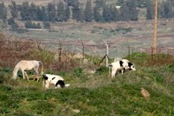 
هراس صهیونیست‌ها از گاو‌های لبنانی!
