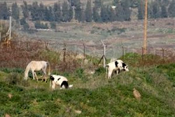 
هراس صهیونیست‌ها از گاو‌های لبنانی!
