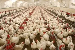 قیمت جوجه ترمز برید