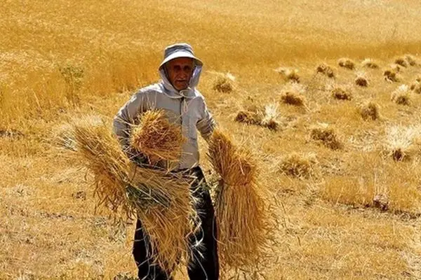 جزئیات بیمه گندم کشاورزان اعلام شد