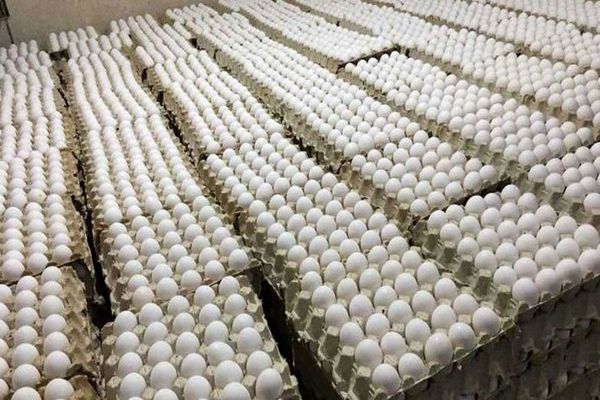 صادرات ۱۳۶ هزار تن تخم مرغ در سال گذشته