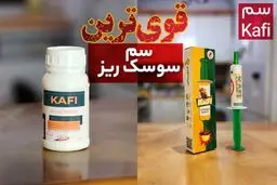 قوی ترین سم سوسک ریز دیجی کالا کدام است؟