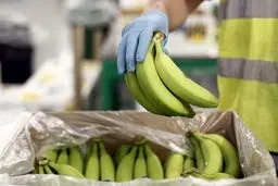 فیلم: اعتراف معاون وزارت صمت به وجود رانت در بحث واردات #موز!